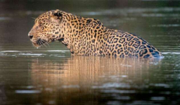 Jaguar, una especie clave para el medio ambiente en América.