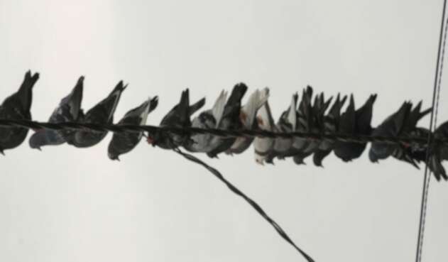Las palomas