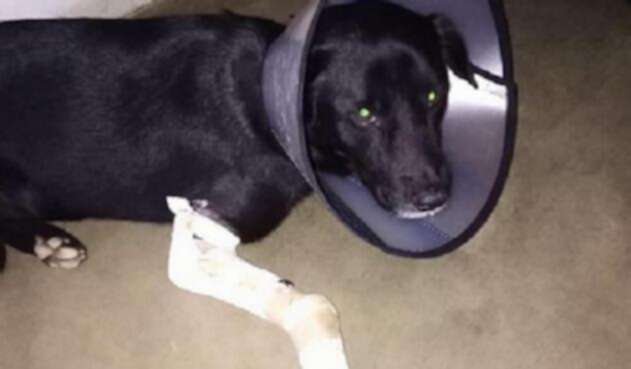 Nico, el perro herido