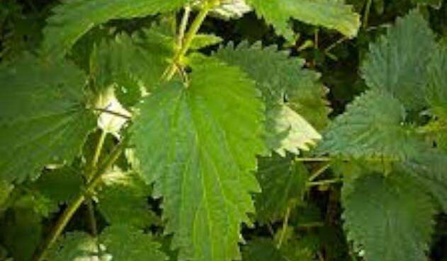 Plantas