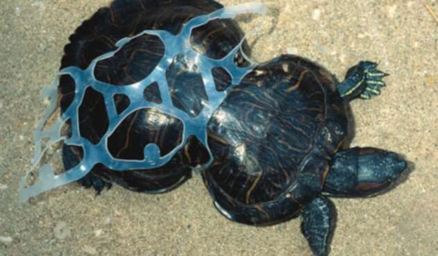 Tortuga atrapada en un envase de plástico.