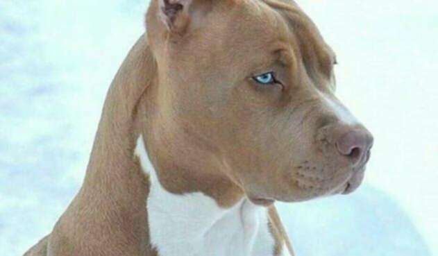 Protección animal