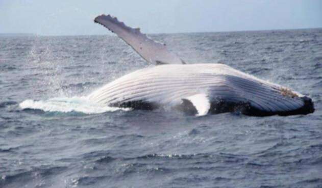 Japón continua con la caza de ballenas.