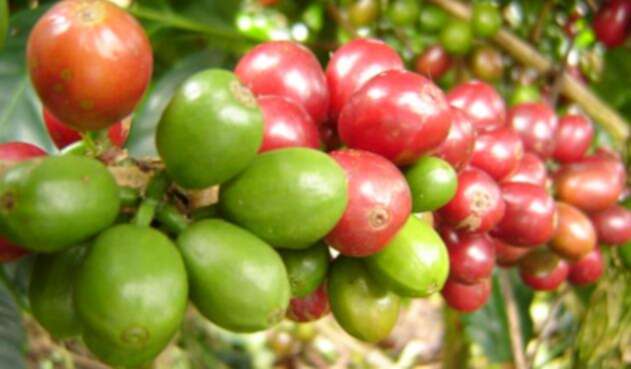 Grano de Café