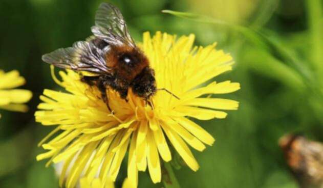 Científicos diseñan vacuna para la protección de las abejas.