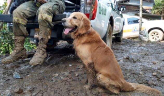 Grupo canino