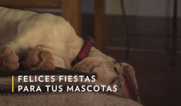 Protección Animal
