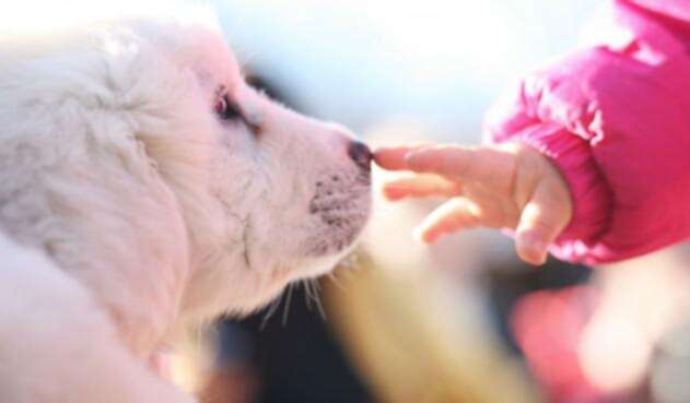 En China solo se podrá tener un perro