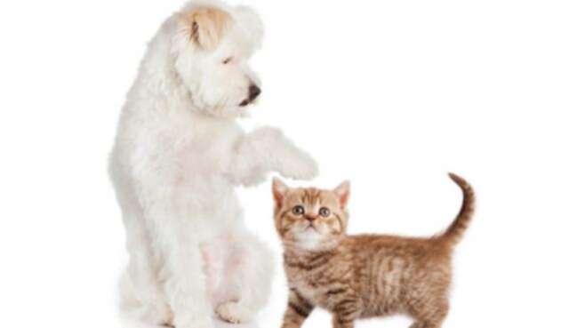 Perros y gatos Reino Unido prohíbe venta de cachorros en tiendas