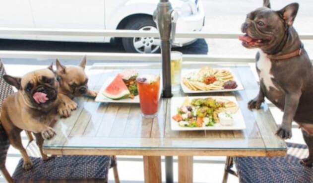 Establecimiento Pet friendly