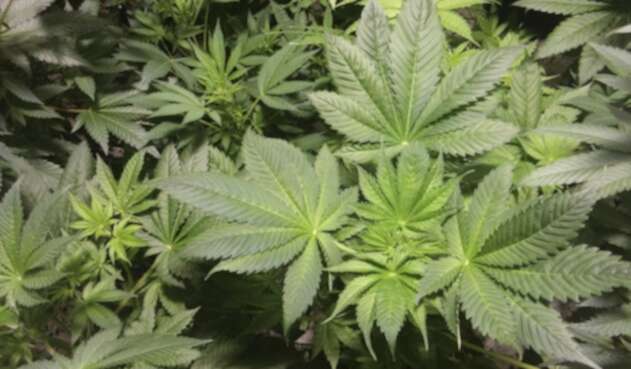 Plantas de marihuana