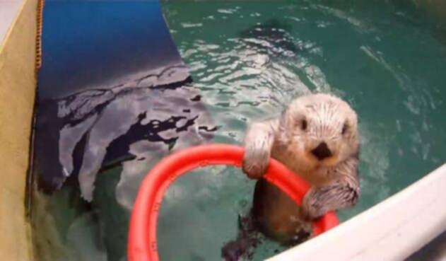 Fue necesario sacrificar a 'Eddie' la nutria