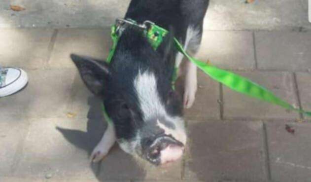El Canal Parque Telemedellín enfrenta una fuerte polémica por la expulsión de varias personas que asistieron con minipigs