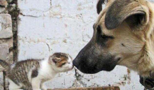 Protección animal