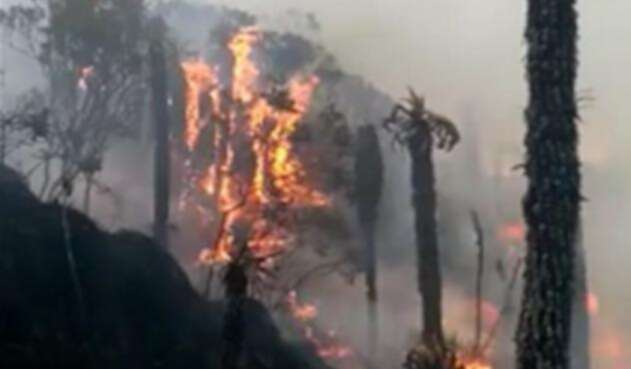 Los incendios forestales amenazan varias regiones del país en este inicio de 2019.