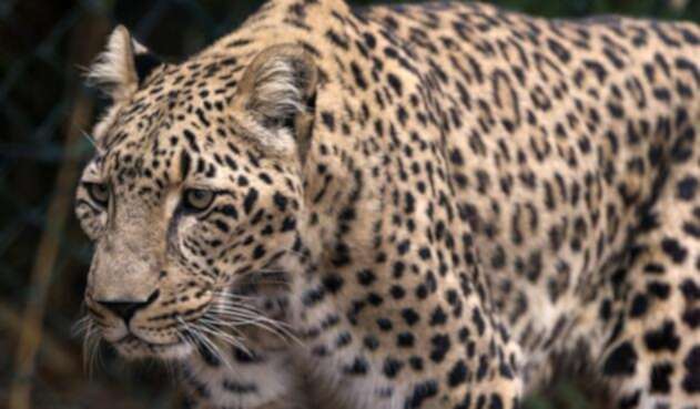 Científicos aseguran que el Tigre de Amoy es una especie que ya se encuentra extinta.