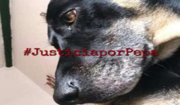 Maltrato animal
