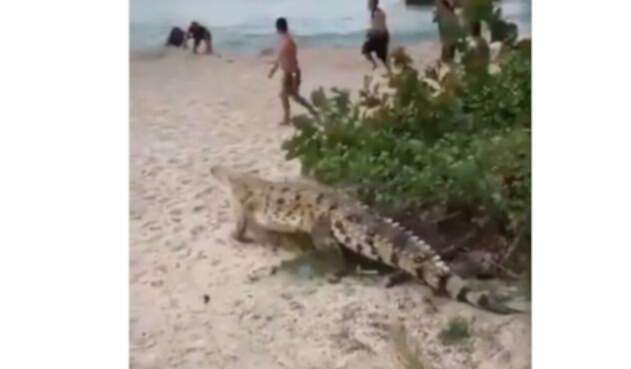 Caimán aguja así hizo presencia en el Tayrona