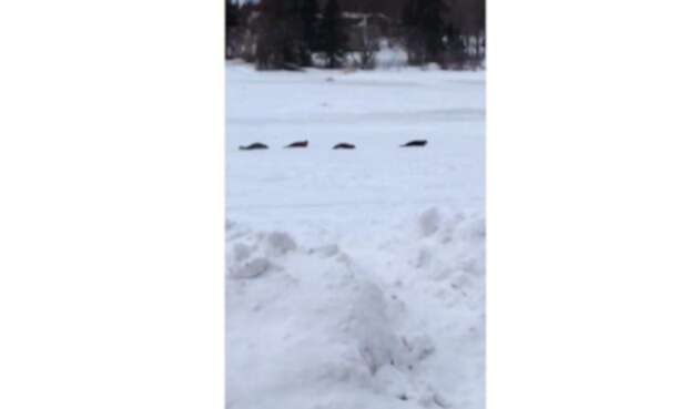Focas en pueblo de Canadá