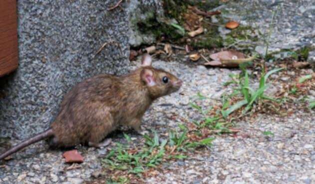 Ya se han reportado varios muertos por contagio de hantavirus. Ya se han reportado varios muertos por contagio de hantavirus.