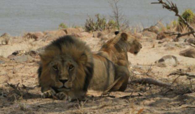 Leones atacaron a joven en zoológico
