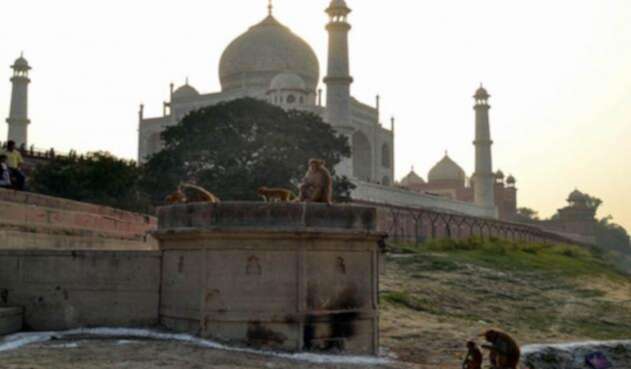 Los monos atacan a turistas en el Taj Mahal.