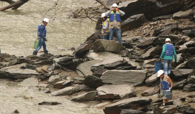 El rescate de peces en el río Cauca hecho por empleados de EPM