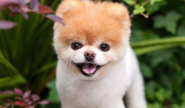 Murió Boo, el perro más lindo del mundo