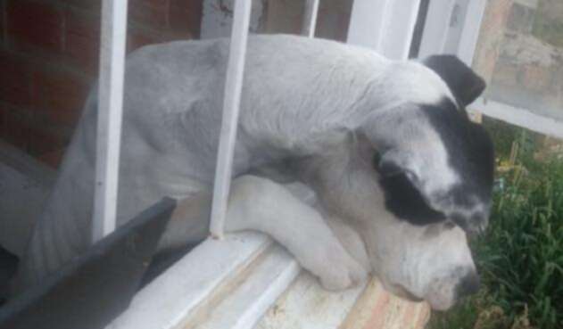 En un precario estado de salud se encontraba esta mascota