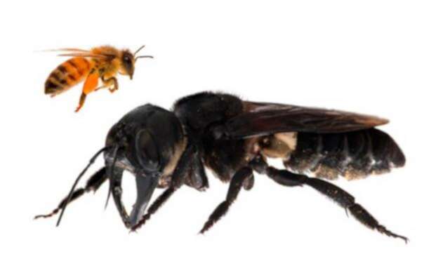 Abeja más grande del mundo Abeja más grande del mundo