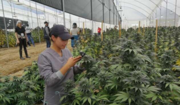 Cannabis producida en Boyacá es exportada a Canadá con fines científicos.