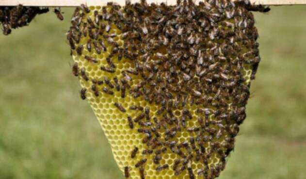 Panal de abejas Panal de abejas
