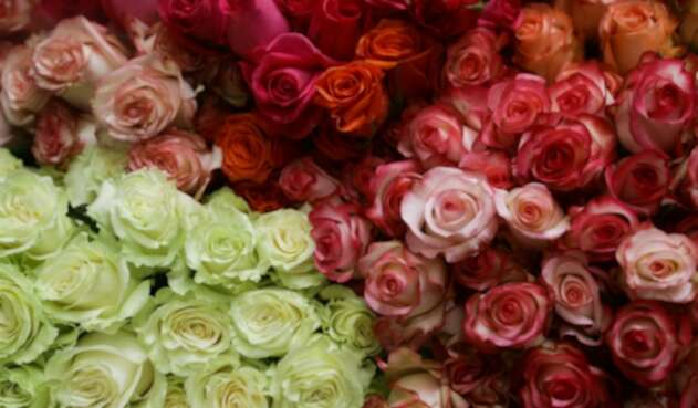 Flores. Imagen de referencia Flores colombianas en una de las fincas de Asocolflores, en Chía (Cundinamarca)