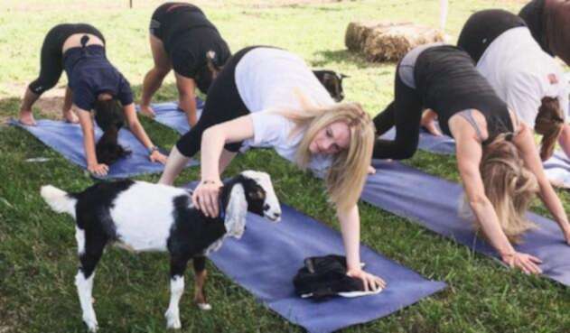 Yoga con cabras