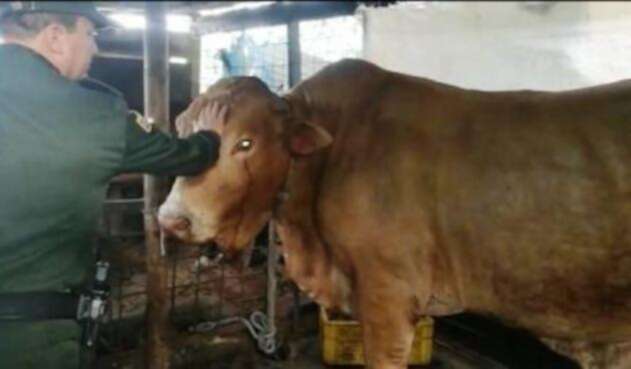 Las autoridades recuperaron en Cali, a 'Lagrimón', el toro de Faustino Asprilla, robado en su finca.