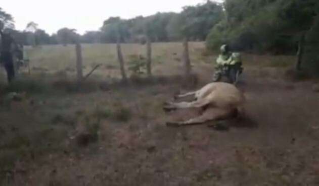 El hecho se presentó en una finca del bajo Rionegro, Santander.