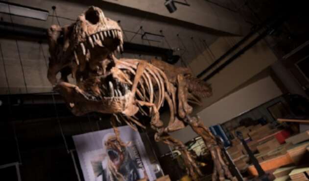 Tyrannosaurus Rex Tyrannosaurus Rex