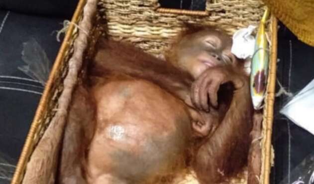 Orangután drogado