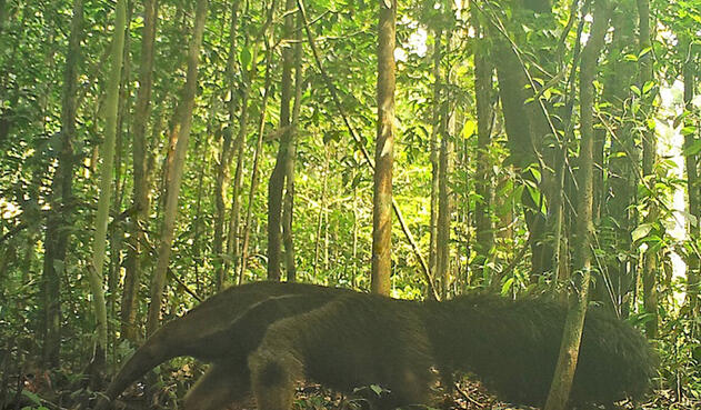 Animales vistos en la Amazonía colombiana