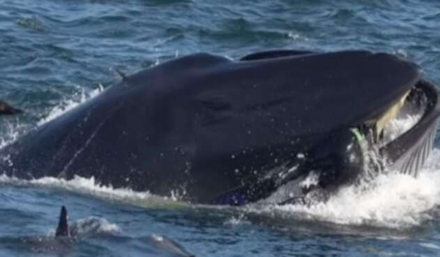 Rainer Schimpf cuando fue atrapado en Sudáfrica por una ballena