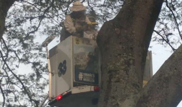15 personas heridas dejó ataque de abejas en pleno centro de Medellín