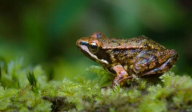Rana verde de Mehuin (Insuetophrynus acarpicus)