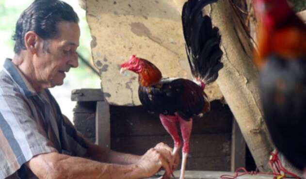 Pelea de gallos Pelea de gallos