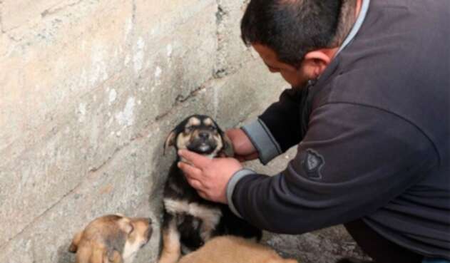 El comerciante turco Omer Yilmaz cuida al cachorro al que le salvó la vida tras darle un masaje cardiaco y practicarle respiración boca a boca después de que se ahogara con gran cantidad de comida, en Rize, Turquía, el 25 de marzo de 2019.