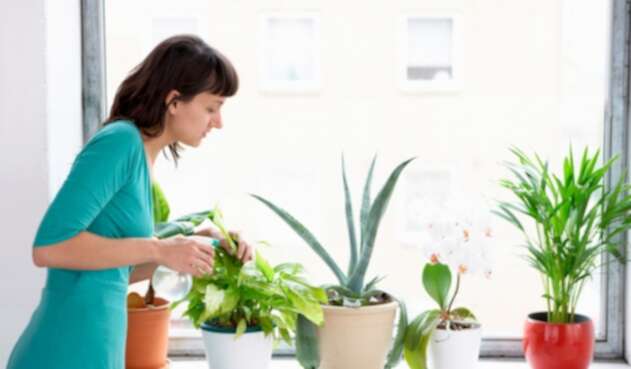 Plantas recomendadas para la casa