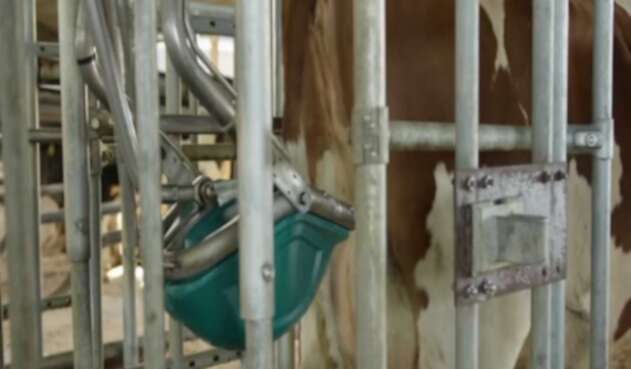 Orinal para vacas