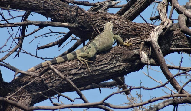 Iguana observada en el Parque Tayrona