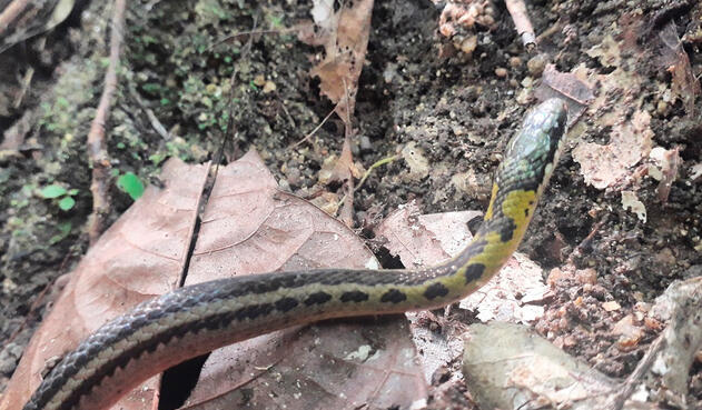 La serpiente trató de morder a dos niños. La serpiente trató de morder a dos niños.