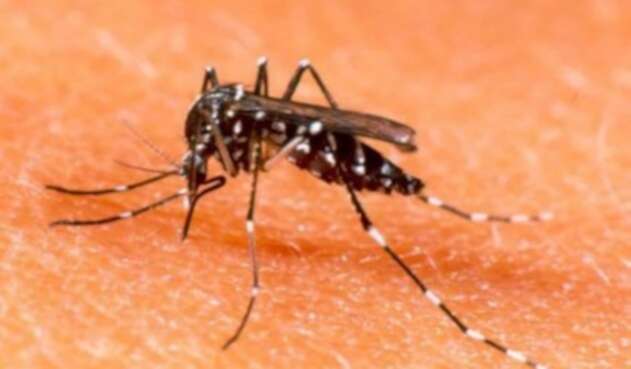 zancudo transmisor del dengue