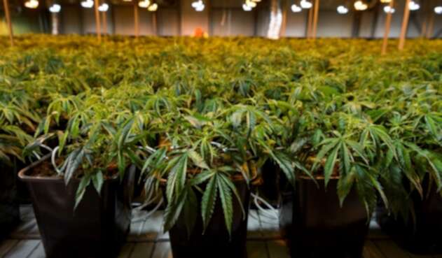 Plantas de cannabis